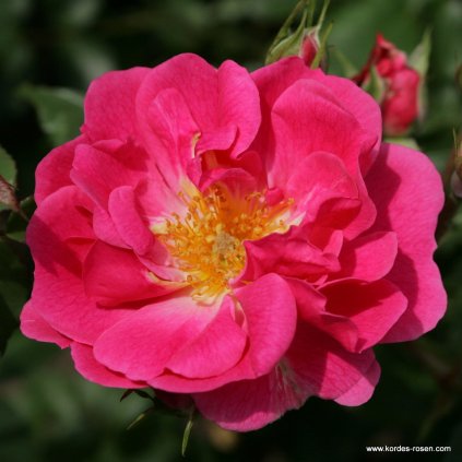 Mnohokvětá růže „Pink Emely“