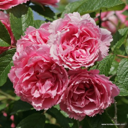 Historická růže „Pink Grootendorst“