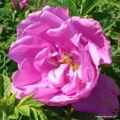 Půdopokryvná růže „Pink Roadrunner“