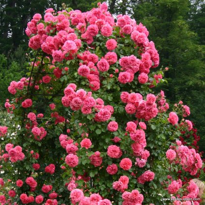 Pnoucí růže „Rosarium Uetersen“