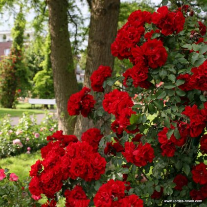 Keřová růže „Roter Korsar“