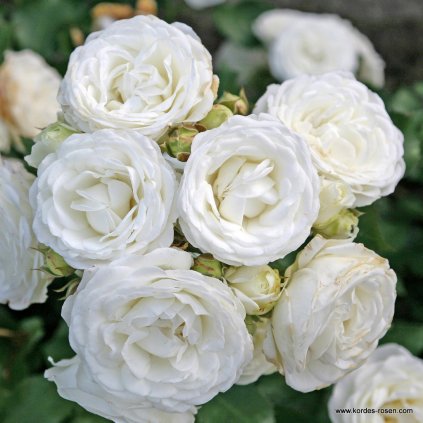 Miniaturní růže „Schneeküsschen“