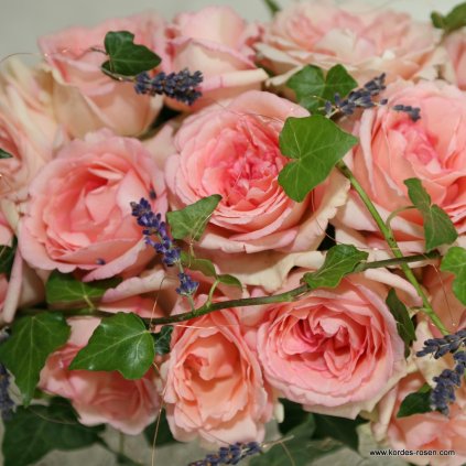 Velkokvětá růže „Souvenir de Baden Baden“