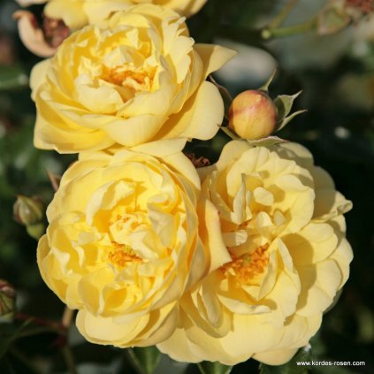 Půdopokryvná růže „Sunny Rose“