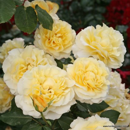 Velkokvětá růže „Sunny Sky“