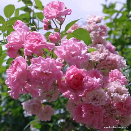 Mnohokvětá růže Bentall „The Fairy“