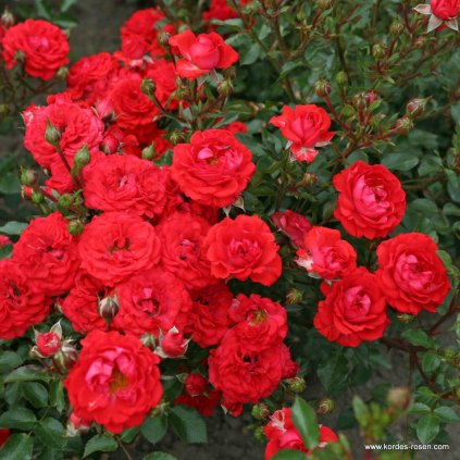 Miniaturní růže „Zwergenfee 09“