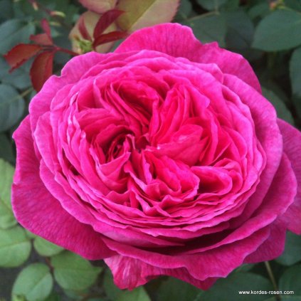 Mnohokvětá růže „Freifrau Caroline“