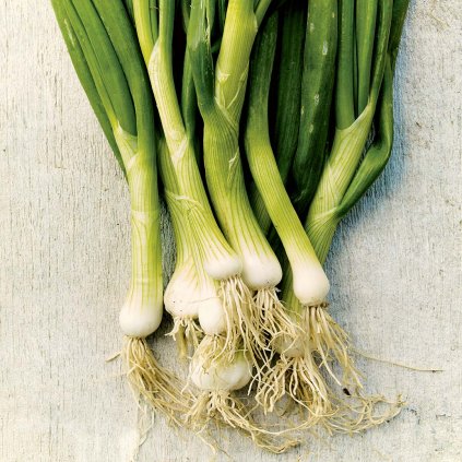 2429 cibule zimni gerda