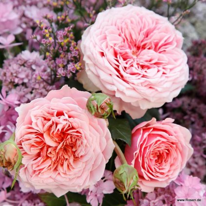 Mnohokvětá růže „Amorosa“
