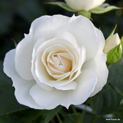 Mnohokvětá růže „Baby Schneewittchen“ (na kmínku 90 cm)