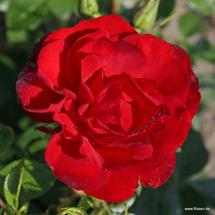 Mnohokvětá růže „Cayenne“