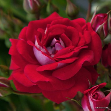 Miniaturní růže „Corazon“ (na kmínku 90 cm)