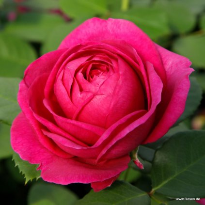 Mnohokvětá růže „Für Elise“