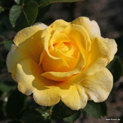 Mnohokvětá růže „Sunmaid“