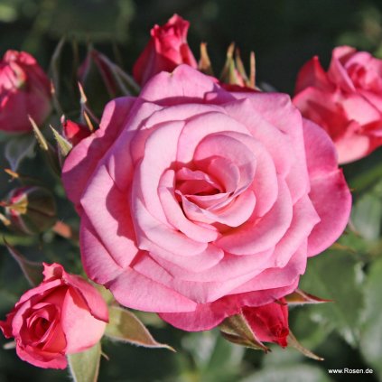 Mnohokvětá růže „Xenia“