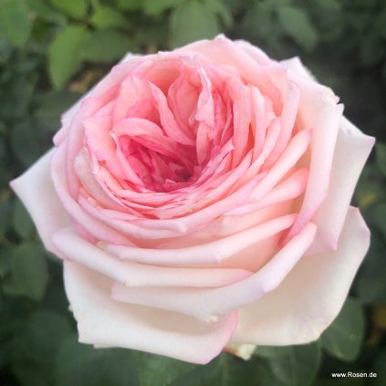 Velkokvětá růže „Meine Rose“