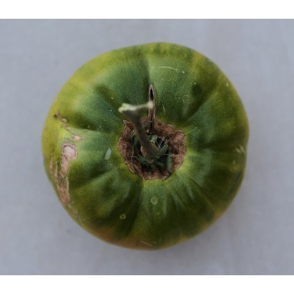 24863 rajce smaragd apple