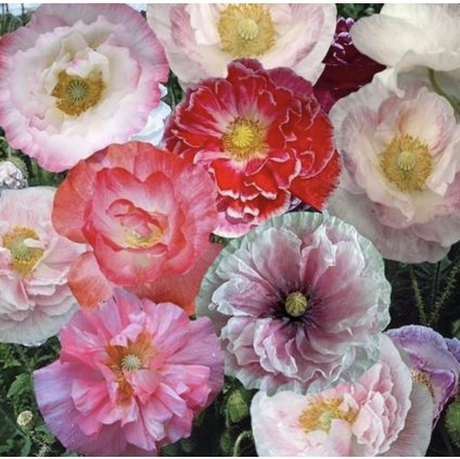 24869 mak okrasny dawn chorus