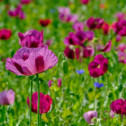 24878 mak okrasny lauren s grape