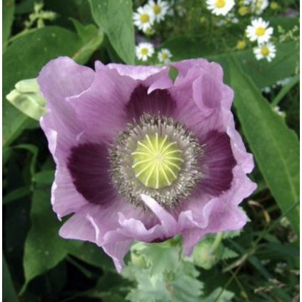 24884 mak okrasny maxi