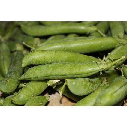 24893 hrasek zuccola