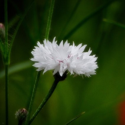 Chrpa bílá "White Ball"