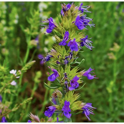 24917 1 screenshot 2024 03 23 at 6 22 17