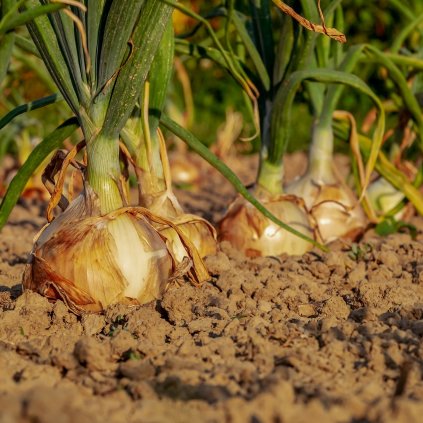 24926 cibule winteria