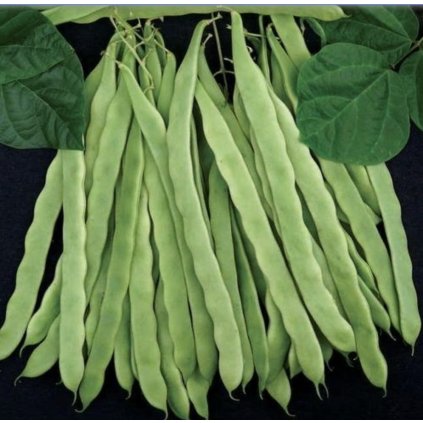 24932 fazole algarve