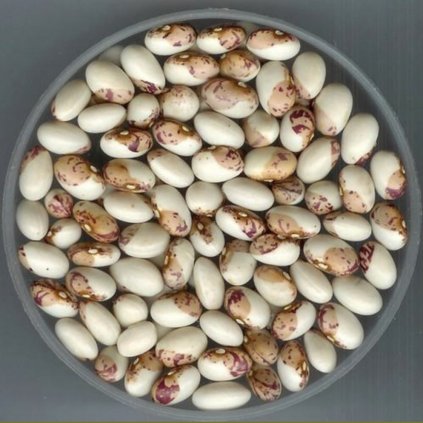 24941 fazolky bulharske mocca with cherry