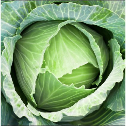 24959 kapusta hlavkova pluto