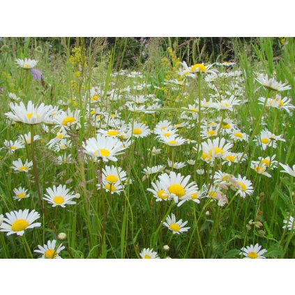 2522 1 kopretinova louka 2