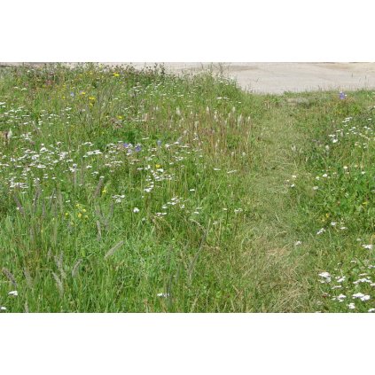 2531 1 zeleny chodnicek