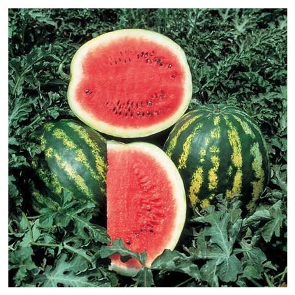 255 meloun vodni crimson sweet