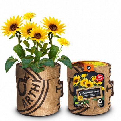 Kuchyňský květináč s BIO sadbou slunečnic