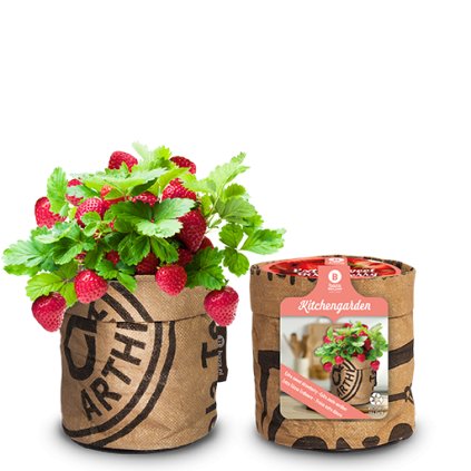 Kuchyňský květináč se sadbou jahod extra sweet