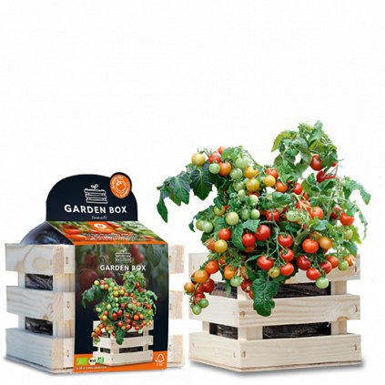Dřevěná minizahrádka s BIO sadbou rajčat Koralik