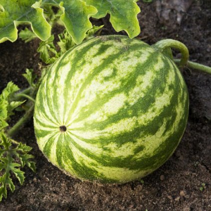 261 meloun vodni janosik