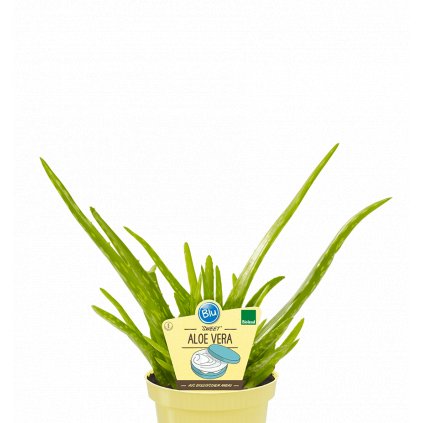 blu aloe vera comp 2