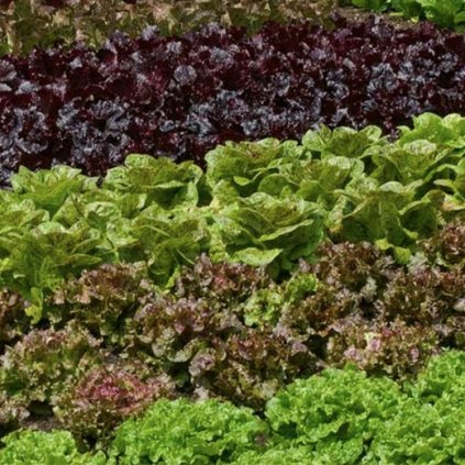 267 salat barevny mix