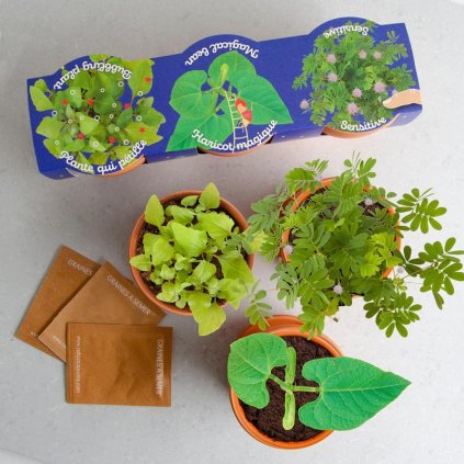 trio de pot plantes magiques a semer