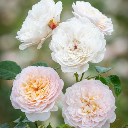 Růže Emily Bronte