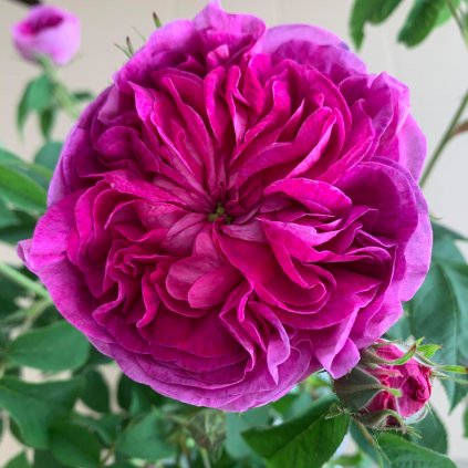 Historická růže Charles de Mills