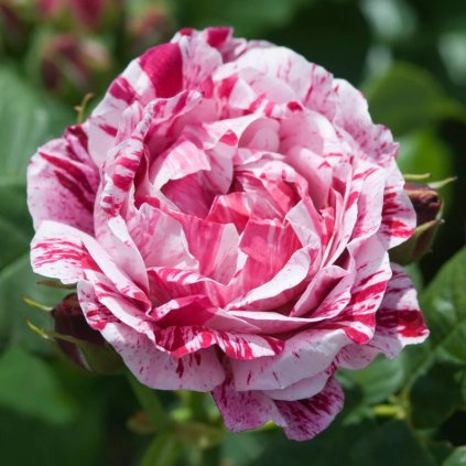 Historická růže Ferdinand Pichard