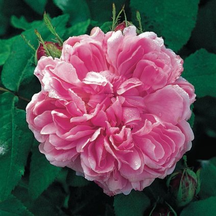 Historická růže Jacques Cartier