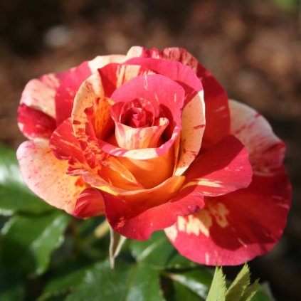 Francouzská růže Alfred Sisley