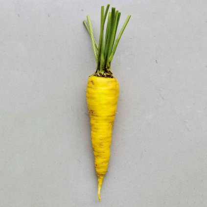 279 mrkev obecna taborska zluta