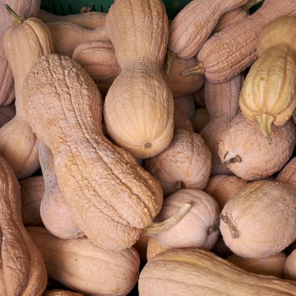 2828 dyne maslova rugosa