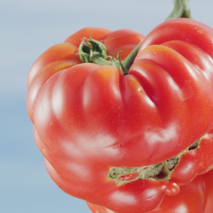 2867 rajce pantano romanesco